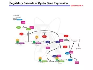 Regulatory Cascade of Cyclin Gene Expression