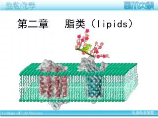 lipids