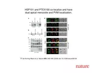 TF de Koning-Ward et al. Nature 459 , 945-949 (2009) doi:10.1038/nature08104