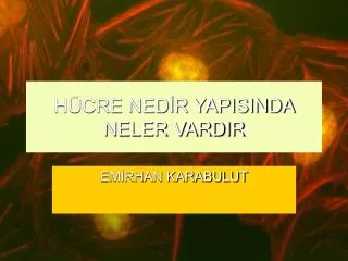 h cre ned r yapisinda neler vardir