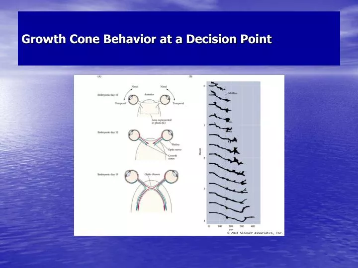 growth cone behavior at a decision point