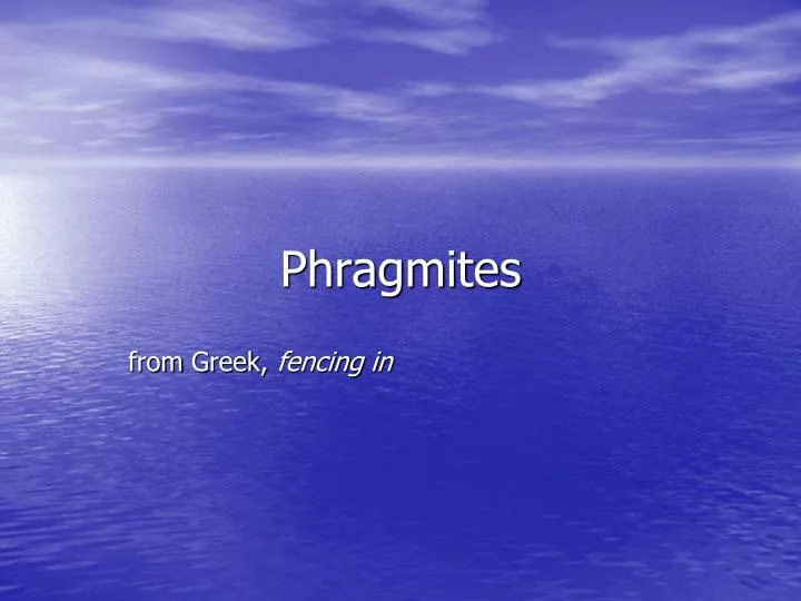 phragmites