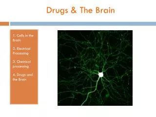 Drugs &amp; The Brain