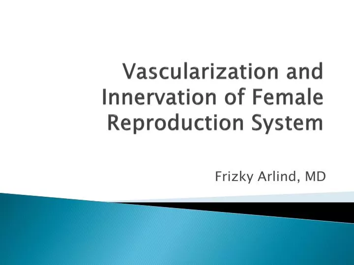 vascularization and innervation of female reproduction system