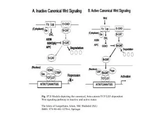 Fig. 17.2 Models depicting noncanonical beta-catenin-independent Wnt signaling pathways