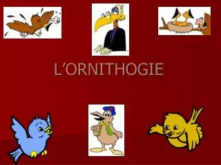 l ornithogie