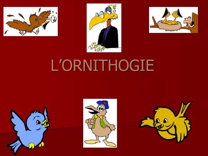 l ornithogie