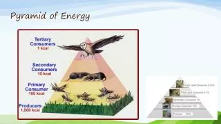 Pyramid of Energy