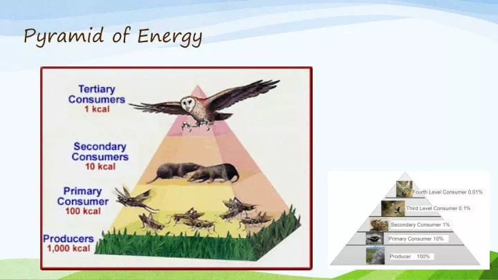 pyramid of energy