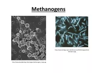 Methanogens