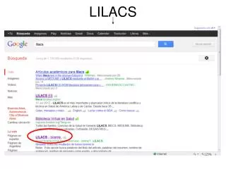 lilacs