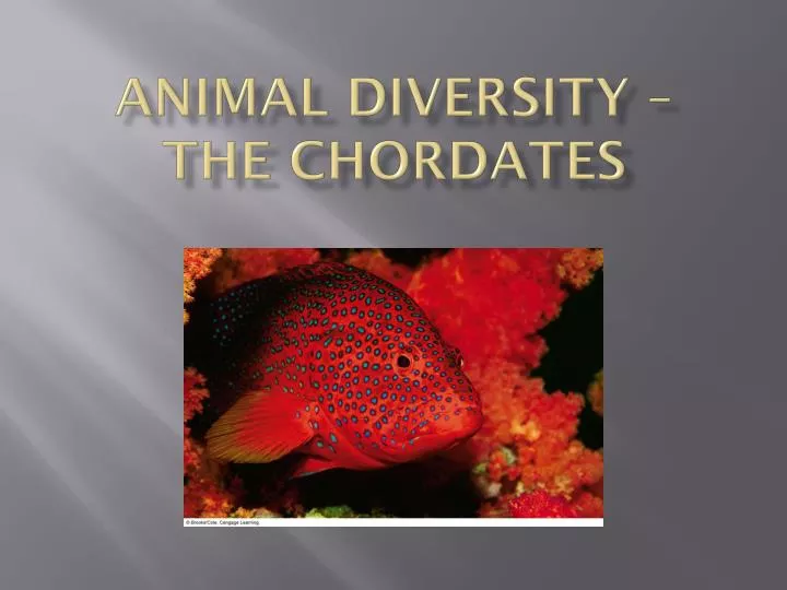 animal diversity the chordates