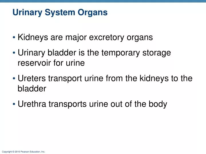 urinary system organs