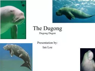 The Dugong Dugong Dugon