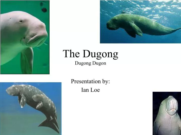 the dugong dugong dugon