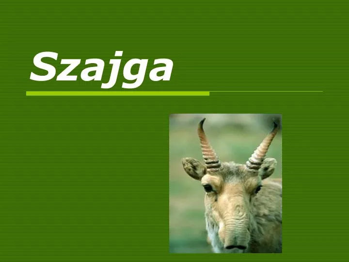 szajga