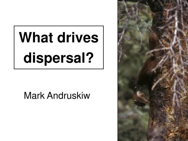 what drives dispersal
