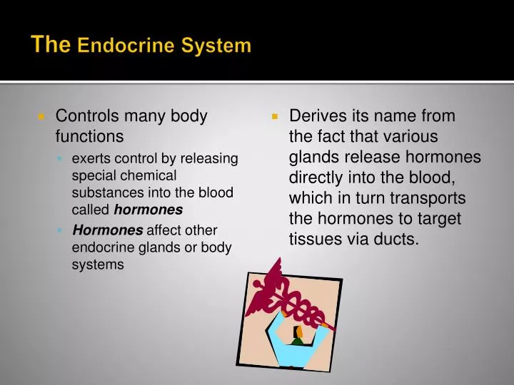 the endocrine system