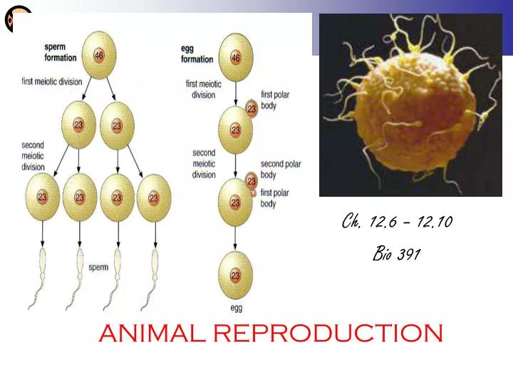 animal reproduction