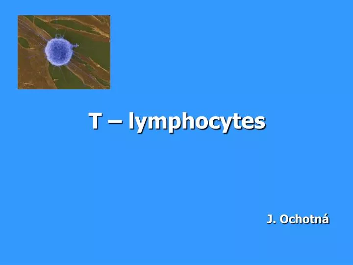 t lymphocytes j ochotn