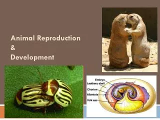 Animal Reproduction &amp; Development
