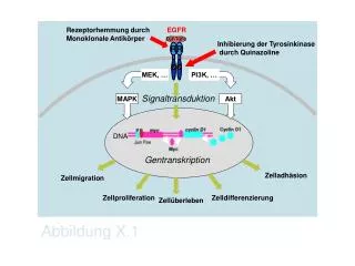 abbildung x 1