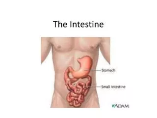 The Intestine