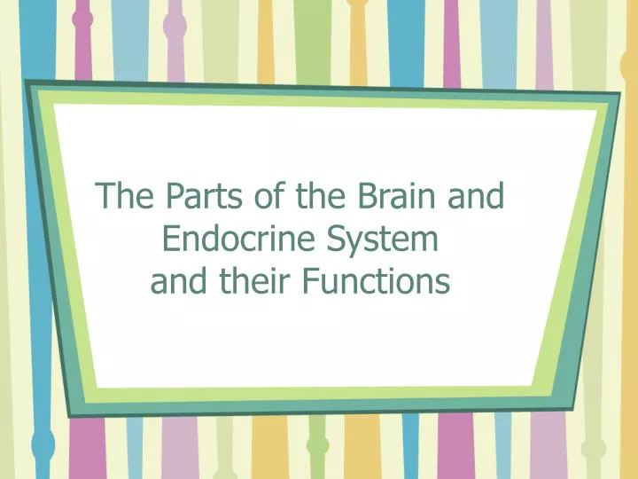 the parts of the brain and endocrine system and their functions