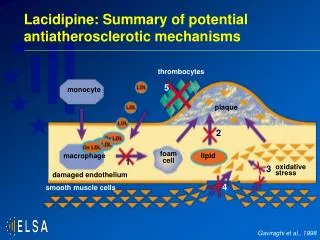 Lacidipine: Summary of potential antiatherosclerotic mechanisms