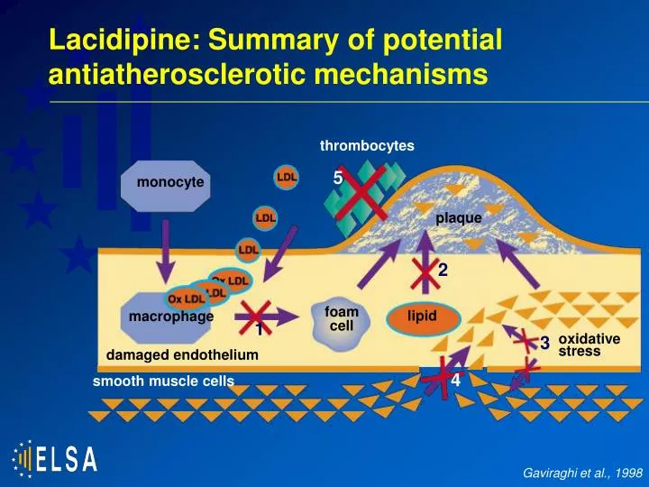 lacidipine summary of potential antiatherosclerotic mechanisms