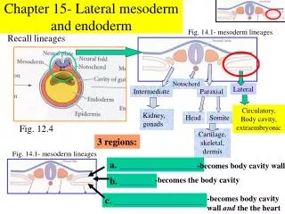 Chapter 15- Lateral mesoderm and endoderm