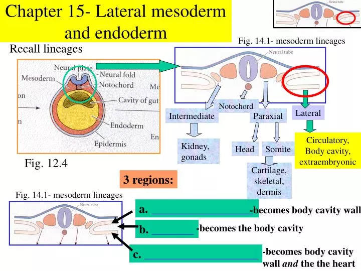 chapter 15 lateral mesoderm and endoderm