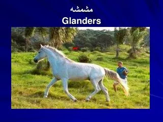 glanders