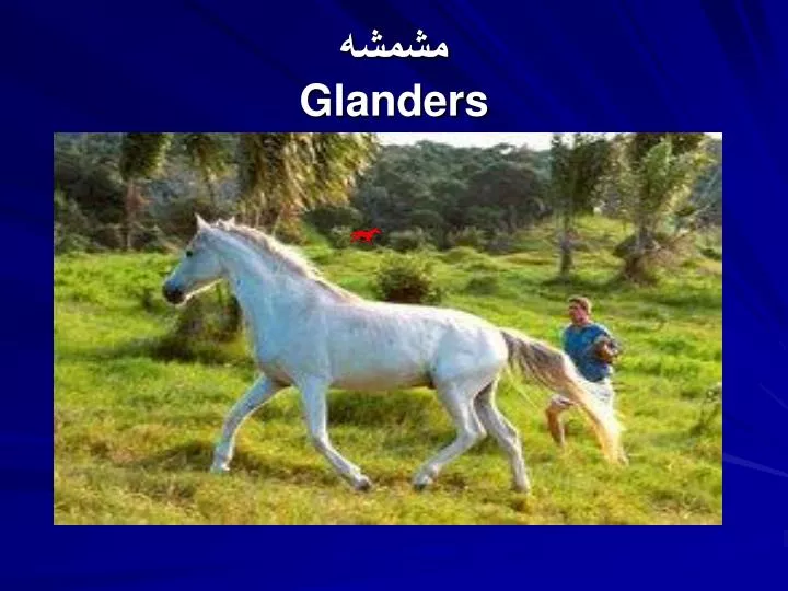 glanders