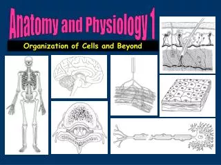 Anatomy and Physiology 1