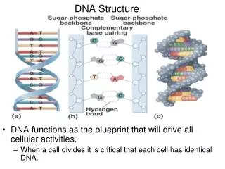 DNA Structure