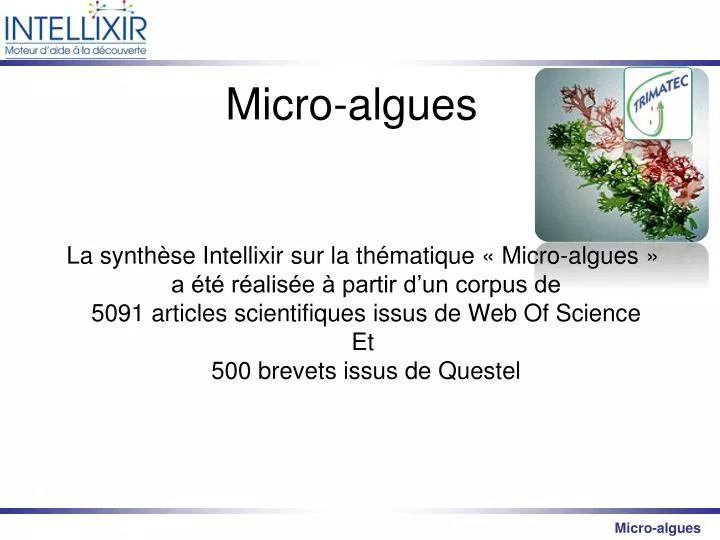 micro algues