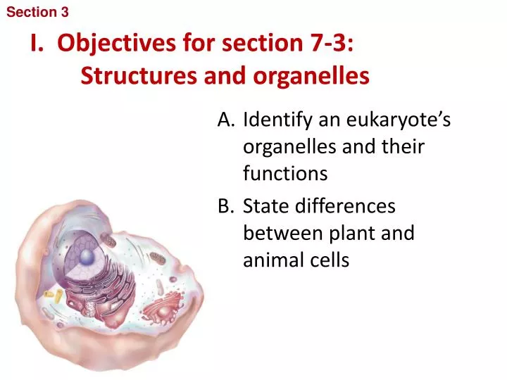 i objectives for section 7 3 structures and organelles