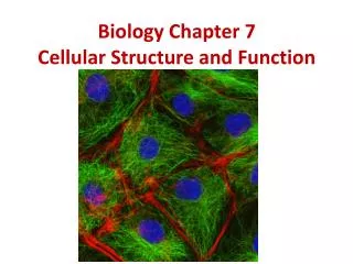 Biology Chapter 7 Cellular Structure and Function