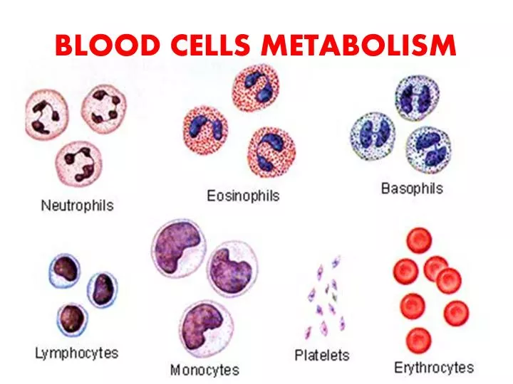 blood cells metabolism