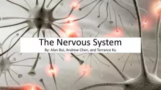The Nervous System By: Alan Bui, Andrew Chen, and Terrance Ku
