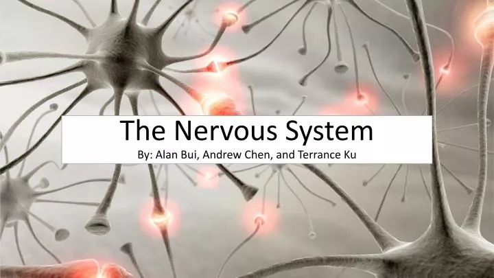 the nervous system by alan bui andrew chen and terrance ku