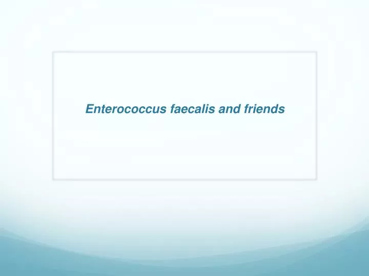 enterococcus faecalis and friends