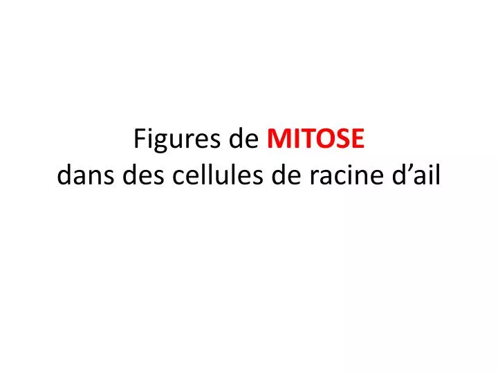 figures de mitose dans des cellules de racine d ail