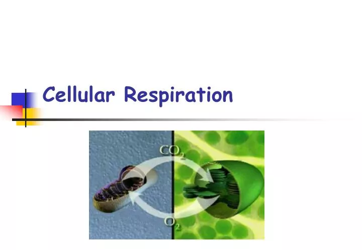 cellular respiration