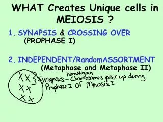 WHAT Creates Unique cells in MEIOSIS ?