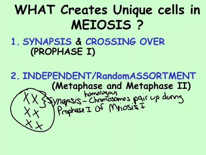 what creates unique cells in meiosis