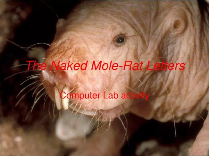 the naked mole rat letters