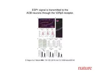 S Haga et al. Nature 466 , 118-122 (2010) doi:10.1038/nature09142