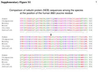 Comparison of nebulin protein (NEB) sequences among the species